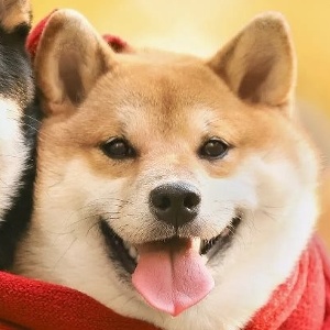 F0eNn的头像